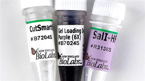 R3138S | SalI HF 2000 units