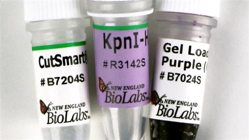 R3142S | KpnI HF 4000 units