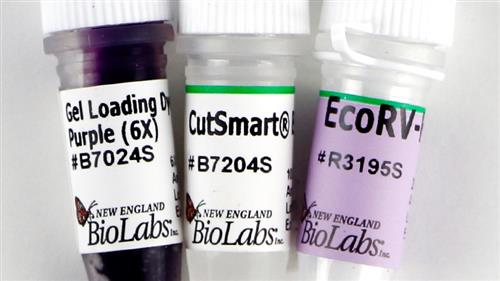 R3195L | EcoRV HF 20000 units