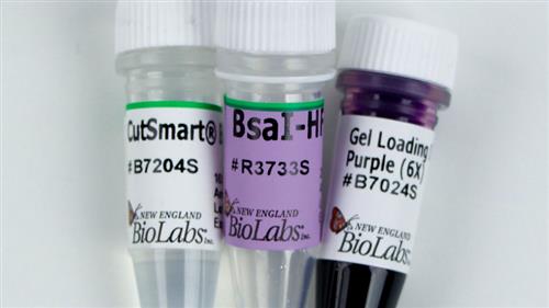 R3733L | BsaI HF v2 5000 units