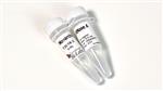 T3018L | Monarch RNase A 1 ml