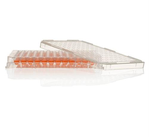 269787 | F96 WELL BACTI PLATE