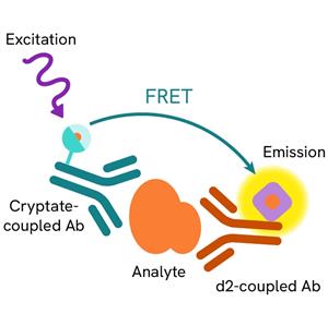 62B42PEG | The Amyloid ß 1-42 kit is designed for the simple and rapid quantification of the peptide in cell-based formats.