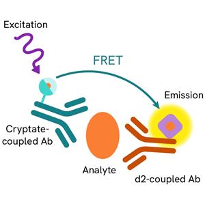 62HIL13PEH | The HTRF human IL13 kit is designed for the quantification of human IL13 release in cell supernatant.