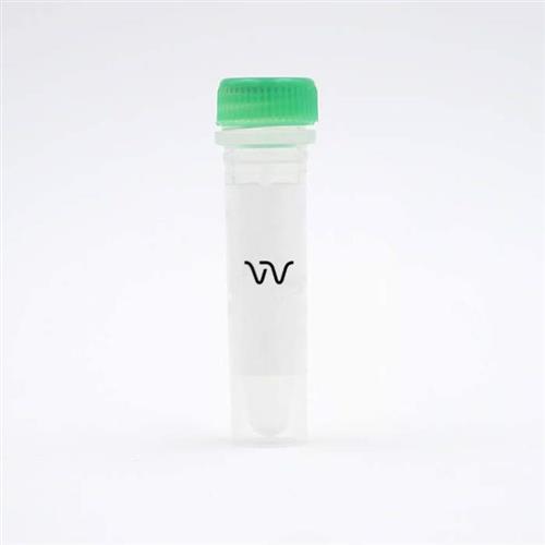 64ALKY04TDA | This lysate is a component of the Phospho ALK (Tyr1604) kit. It may be used as a positive control for ALK protein phosphorylation.