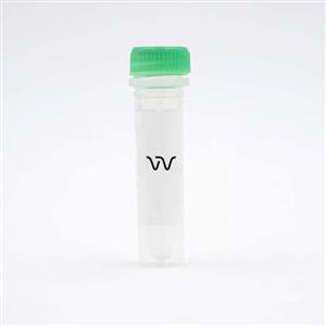 64AP2TTDA | This lysate is a component of the AP2 kit. It may be used as a positive control for the detection of AP2.