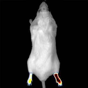 NEV20013 | Enhance your research with fluorescent probes targeting inflammation biology. Our IVISense Inflammation fluorescent imaging panel enables in vivo visualization and quantification of inflammation biology. The ability to non-invasively quantify inflammation biology in vivo offers greater opportunity for longitudinal studies necessary to better understand disease pathogenesis in the context of intact animal physiology. For research use only. Not for use in diagnostic procedures.