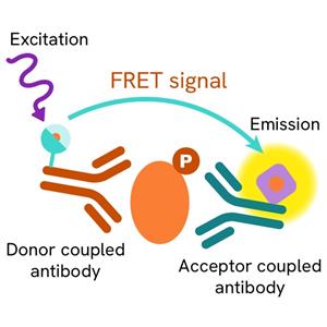 64TORPEG | The phospho-mTOR (Ser2448) kit enables the cell-based quantitative detection of phosphorylated mTOR.