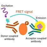 64TORPEG | The phospho-mTOR (Ser2448) kit enables the cell-based quantitative detection of phosphorylated mTOR.