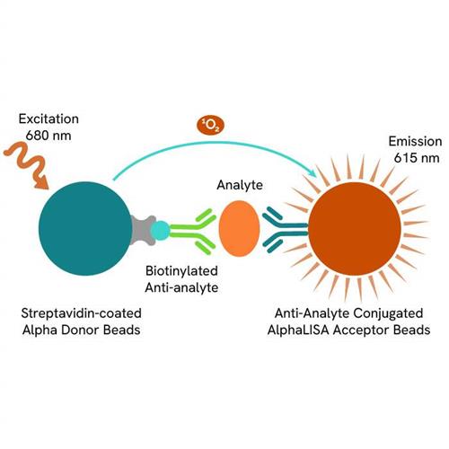 AL3018F | The AlphaLISA; immunoassay kit for human VEGFR 1 (FLT-1) enables the quantitative determination of VEGFR 1 in serum, buffered solution, and cell culture supernatants using a homogeneous AlphaLISA assay (no wash steps).