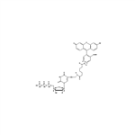 NEL413001EA | Fluorescently-labeled Fluorescein-12-dUTP nucleotide analog for enzymatic incorporation, for direct fluorescence detection.