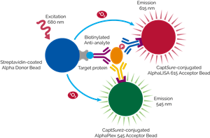 TBSU-PMTOR-A10K | The Alpha SureFire; Ultra; Multiplex kits allow the rapid, sensitive, and quantitative detection of two phosphoprotein targets in each well of an assay plate. This kit can be used in combination with any AlphaLISA SureFire Ultra assay to detect phospho-mT