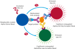 TBSU-PNFKB-A50K | The Alpha SureFire; Ultra; Multiplex kits allow the rapid, sensitive, and quantitative detection of two phosphoprotein targets in each well of an assay plate. This kit can be used in combination with any AlphaLISA SureFire Ultra assay to detect phospho-NF