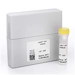 TRF0211-D | Rabbit monoclonal antibody labeled with the LANCE® Europium W-1024-ITC chelate. This antibody detects peptides derived from Histone H3 phosphorylated at Thr3. Histone H3 peptides can be phosphorylated by several kinases including RSK2. Sequence motif reco