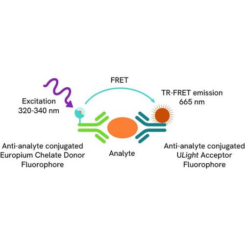 TRF1293C | The LANCE® Ultra Human IL-11 Detection Kit is designed for detection and quantitation of human interleukin-11 in cell culture media using a homogeneous TR-FRET (no-wash steps, no separation steps) assay.