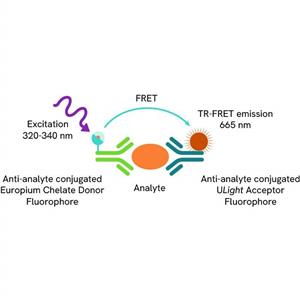 TRF1293C | The LANCE® Ultra Human IL-11 Detection Kit is designed for detection and quantitation of human interleukin-11 in cell culture media using a homogeneous TR-FRET (no-wash steps, no separation steps) assay.