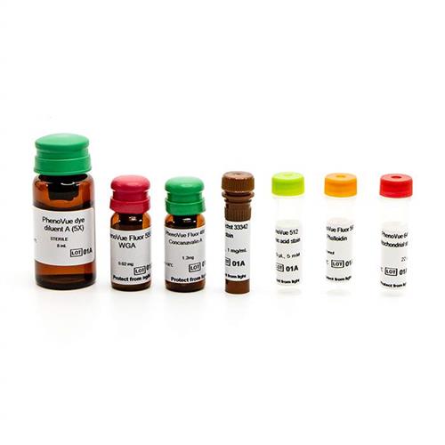 PING11 | PhenoVue Cell Painting Kits comprise 6 validated, pre-optimized fluorescent probes, and associated diluent to streamline the cell painting workflow. The kits offer excellent batch-to-batch reproducibility, are supplied with a step-by-step protocol, and are available in a range of pack sizes to match your throughput requirements. PhenoVue Cell Painting Kits are validated for use on high-content screening systems such as the Opera Phenix Plus system. View our extensive validation data in the Product Information Sheet within the Resources tab below.