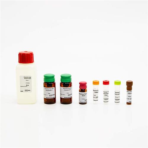 PING12 | PhenoVue Cell Painting Kits comprise 6 validated, pre-optimized fluorescent probes, and associated diluent to streamline the cell painting workflow. The kits offer excellent batch-to-batch reproducibility, are supplied with a step-by-step protocol, and are available in a range of pack sizes to match your throughput requirements. PhenoVue Cell Painting Kits are validated for use on high-content screening systems such as the Opera Phenix Plus system. View our extensive validation data in the Product Information Sheet within the Resources tab below.