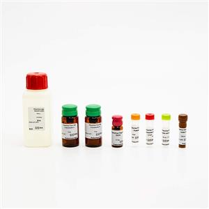 PING12 | PhenoVue Cell Painting Kits comprise 6 validated, pre-optimized fluorescent probes, and associated diluent to streamline the cell painting workflow. The kits offer excellent batch-to-batch reproducibility, are supplied with a step-by-step protocol, and are available in a range of pack sizes to match your throughput requirements. PhenoVue Cell Painting Kits are validated for use on high-content screening systems such as the Opera Phenix Plus system. View our extensive validation data in the Product Information Sheet within the Resources tab below.