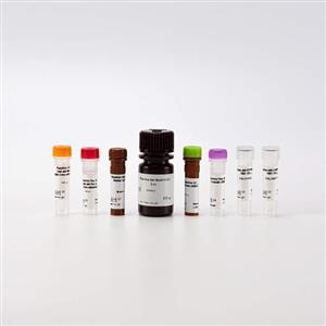 PMOS11 | PhenoVue™ Multi-organelle Staining Kit comprises five validated, optimized and ready-to-use fluorescent probes to visualize mitochondria, lysosomes, lipid droplets, actin cytoskeleton, and nuclei in a 5-plex experiment. The kit is validated for use on high-content screening systems such as the Opera Phenix®?Plus high content screening system, and is ideal for the study of metabolic disorders, infectious diseases, and liver toxicity. View our extensive validation data in the Product Information Sheet within the Resources tab below.