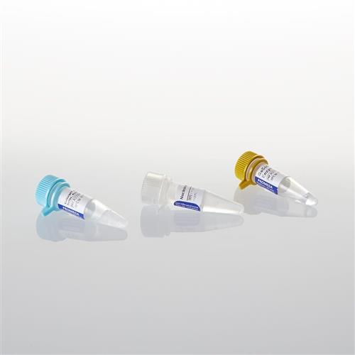 A2800 | GoScript(TM) Reverse Transcription Mix