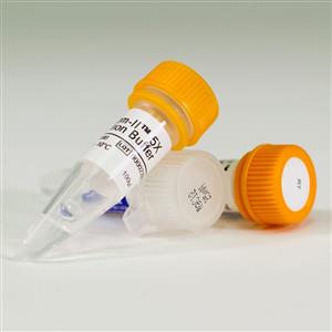 A3801 | ImProm-II(TM) Reverse Transcriptase