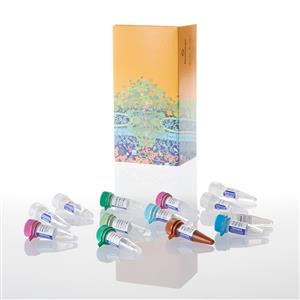 A6110 | GoTaq(R) Probe 2-Step RT-qPCR System 2ml