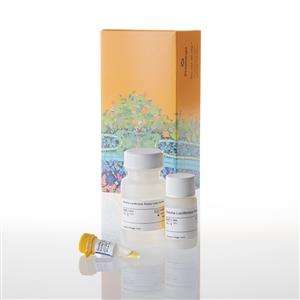 E2810 | Renilla Luciferase Assay System