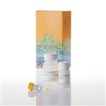 E2810 | Renilla Luciferase Assay System