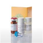 E7110 | ONE-Glo(TM) + Tox Lucif and Cell Viability Assay