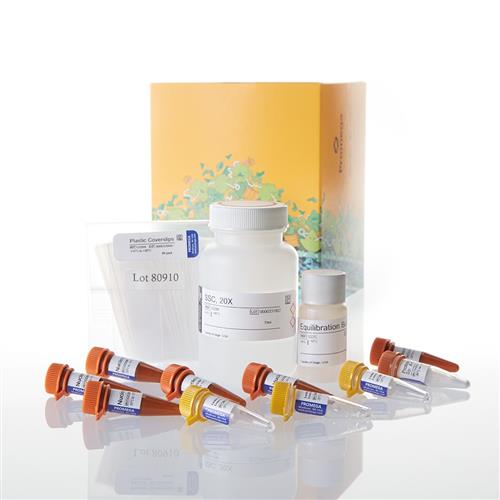 G3250 | DeadEnd(TM) Fluorometric TUNEL System