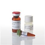 G8200 | Caspase-Glo(R) 8 Assay