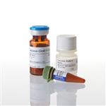 G8210 | Caspase-Glo(R) 9 Assay