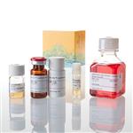 GA2001 | VEGF Reporter Bioassay
