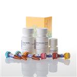 J1341 | Glucose Uptake-Glo(TM) Assay