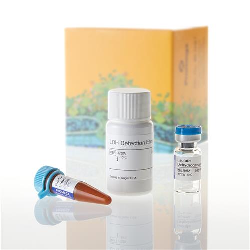 J2380 | LDH-Glo(TM) Cytotoxicity Assay