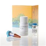 J2380 | LDH-Glo(TM) Cytotoxicity Assay