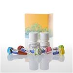 J8021 | Glutamine/Glutamate-Glo(TM) Assay