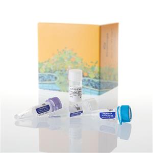 L1115 | S30 T7 High Yield Protein Expression Sys