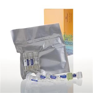 L1130 | E. coli T7 S30 Extract System for Circul