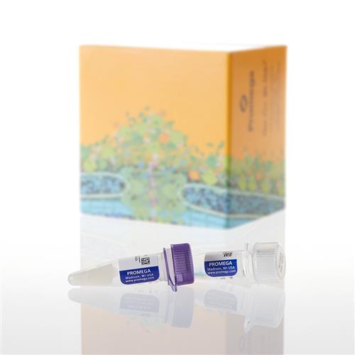 L3261 | TNT(R)SP6 HighYield Wheat Germ Protein Expression Sys