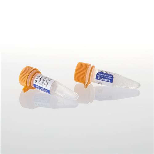 M1701 | M-MLV Reverse Transcriptase