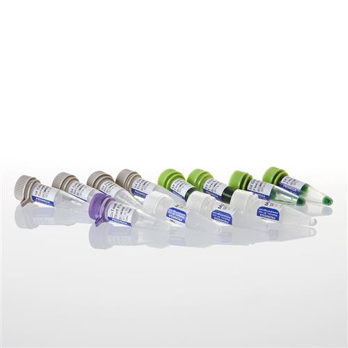 M7405 | GoTaq(R) G2 Hot Start Polymerase