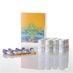 N1130 | Nano-Glo(R) Luciferase Assay