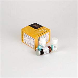 N1610 | Nano Glo Dual Luciferase Reporter Assay