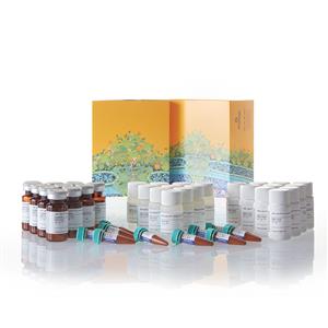 N1630 | Nano Glo Dual Luciferase Reporter Assay