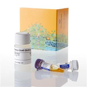 N2410 | Nano-Glo(R) HiBiT Blotting System