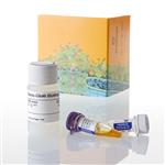 N2410 | Nano Glo HiBiT Blotting System