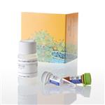 N2420 | Nano-Glo(R) HiBiT Extracellular Detection System