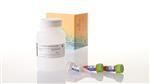 N2421 | Nano-Glo(R) HiBiT Extracellular Detection System